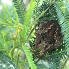 Araneinae (subfamily) (Orb weaver) at Lade Vale, NSW - 27 Mar 2021 by NedJohnston