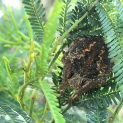 Araneinae (subfamily) (Orb weaver) at Mundoonen Nature Reserve - 26 Mar 2021 by Ned_Johnston