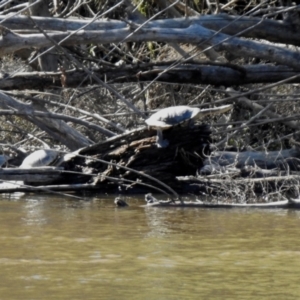 Chelodina longicollis at Tennent, ACT - 26 Mar 2021