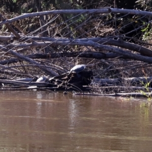 Chelodina longicollis at Tennent, ACT - 26 Mar 2021