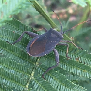 Amorbus sp. (genus) at Lade Vale, NSW - 27 Mar 2021 10:05 AM