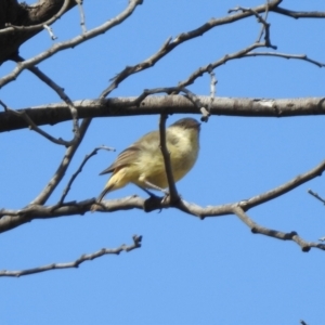 Acanthiza reguloides at Tennent, ACT - 26 Mar 2021