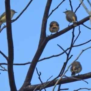 Acanthiza reguloides at Tennent, ACT - 26 Mar 2021