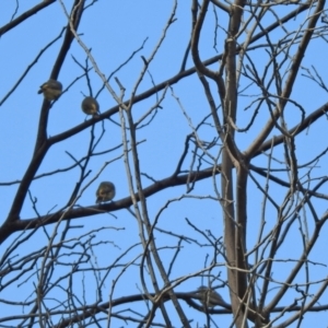 Acanthiza reguloides at Tennent, ACT - 26 Mar 2021