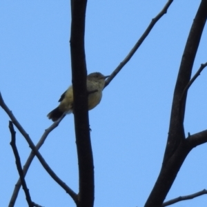 Acanthiza reguloides at Tennent, ACT - 26 Mar 2021