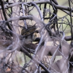 Pyrrholaemus sagittatus at Tennent, ACT - 26 Mar 2021 02:20 PM