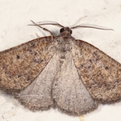 Amelora anepiscepta (Reddish Cape-moth (Ennominae)) at Melba, ACT - 23 Mar 2021 by kasiaaus
