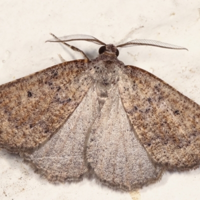 Amelora anepiscepta (Reddish Cape-moth) at Melba, ACT - 22 Mar 2021 by kasiaaus