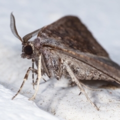 Amelora anepiscepta at Melba, ACT - 23 Mar 2021 01:04 AM