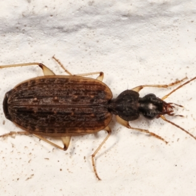 Homethes (genus) (Carab beetle) at Melba, ACT - 23 Mar 2021 by kasiaaus