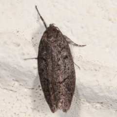 Palimmeces undescribed species nr hemiphanes (A Concealer moth) at Melba, ACT - 22 Mar 2021 by kasiaaus