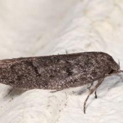 Palimmeces undescribed species nr hemiphanes at Melba, ACT - 23 Mar 2021