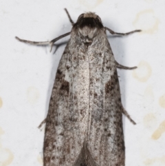 Lepidoscia (genus) ADULT at Melba, ACT - 23 Mar 2021