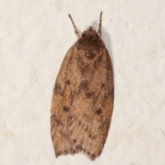 Garrha repandula (a Concealer Moth) at Melba, ACT - 23 Mar 2021 by kasiaaus