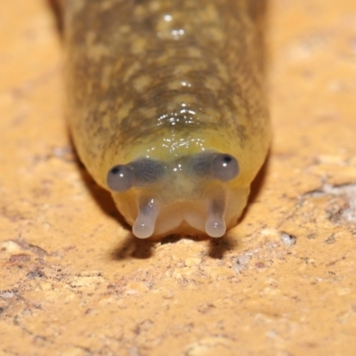 Limacus flavus (Yellow Cellar Slug) at Evatt, ACT - 26 Mar 2021 by TimL