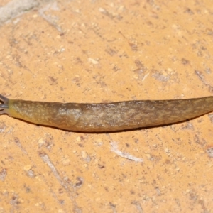 Limacus flavus at Evatt, ACT - 27 Mar 2021