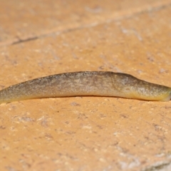 Limacus flavus at Evatt, ACT - 27 Mar 2021