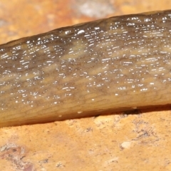 Limacus flavus at Evatt, ACT - 27 Mar 2021