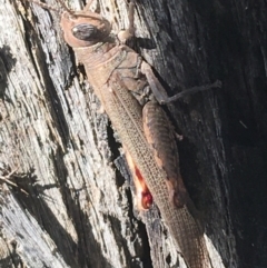 Pardillana limbata (Common Pardillana) at Lade Vale, NSW - 27 Mar 2021 by NedJohnston