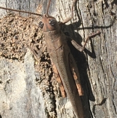 Pardillana limbata at Lade Vale, NSW - 27 Mar 2021 11:40 AM