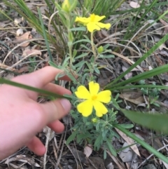 Hibbertia obtusifolia (Grey Guinea-flower) at Lade Vale, NSW - 27 Mar 2021 by NedJohnston