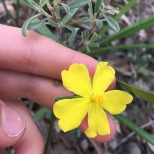 Hibbertia obtusifolia at Lade Vale, NSW - 27 Mar 2021 08:58 AM