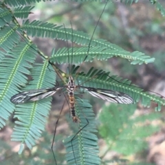 Ptilogyna sp. (genus) (A crane fly) at Manton, NSW - 26 Mar 2021 by Ned_Johnston