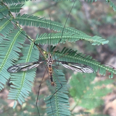 Ptilogyna sp. (genus) (A crane fly) at Mundoonen Nature Reserve - 26 Mar 2021 by Ned_Johnston