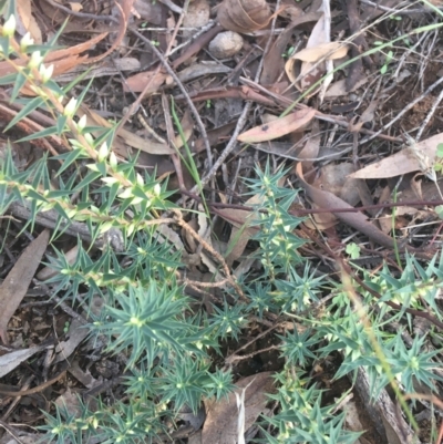 Melichrus urceolatus (Urn Heath) at O'Connor, ACT - 26 Mar 2021 by Ned_Johnston