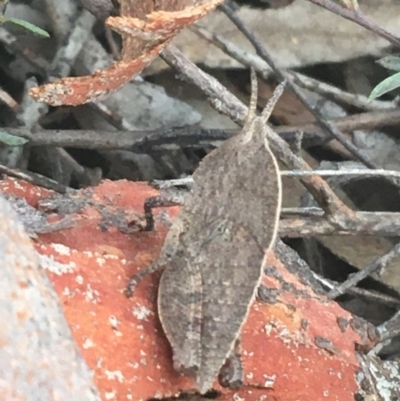 Goniaea australasiae (Gumleaf grasshopper) at O'Connor, ACT - 26 Mar 2021 by Ned_Johnston