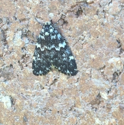 Halone coryphoea (Eastern Halone moth) at Lyneham, ACT - 26 Mar 2021 by NedJohnston