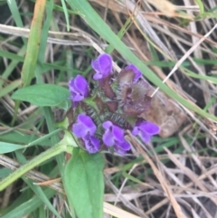 Prunella vulgaris (Self-heal, Heal All) at Murray Gorge, NSW - 7 Mar 2021 by NedJohnston