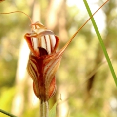 Diplodium coccinum (Scarlet Greenhood) at Mittagong, NSW - 27 Mar 2021 by Snowflake