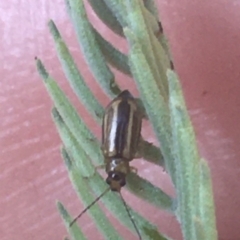 Monolepta froggatti (Leaf beetle) at Murray Gorge, NSW - 6 Mar 2021 by Ned_Johnston