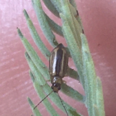 Monolepta froggatti (Leaf beetle) at Murray Gorge, NSW - 6 Mar 2021 by Ned_Johnston