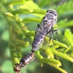 Tiphiidae (family) (Unidentified Smooth flower wasp) at Mundoonen Nature Reserve - 26 Mar 2021 by Ned_Johnston