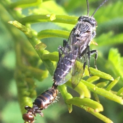 Tiphiidae (family) (Unidentified Smooth flower wasp) at Manton, NSW - 26 Mar 2021 by Ned_Johnston