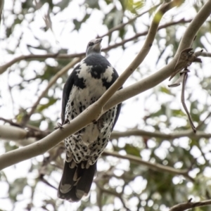 Leucosarcia melanoleuca at Paddys River, ACT - 17 Mar 2021