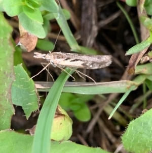 Hednota pedionoma at Murrumbateman, NSW - 27 Mar 2021