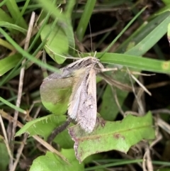 Hednota pedionoma at Murrumbateman, NSW - 27 Mar 2021