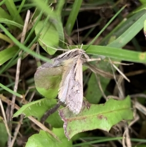 Hednota pedionoma at Murrumbateman, NSW - 27 Mar 2021 05:03 PM