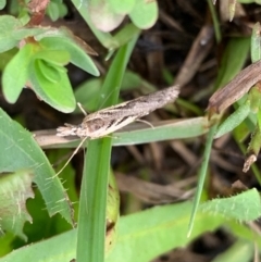 Hednota pedionoma at Murrumbateman, NSW - 27 Mar 2021