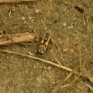 Notonectidae (family) at Murrumbateman, NSW - 27 Mar 2021