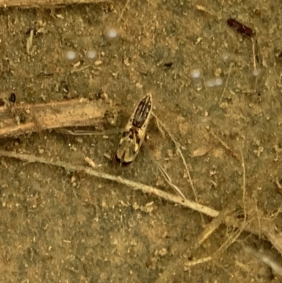 Notonectidae (family) (Backswimmer) at Murrumbateman, NSW - 27 Mar 2021 by SimoneC