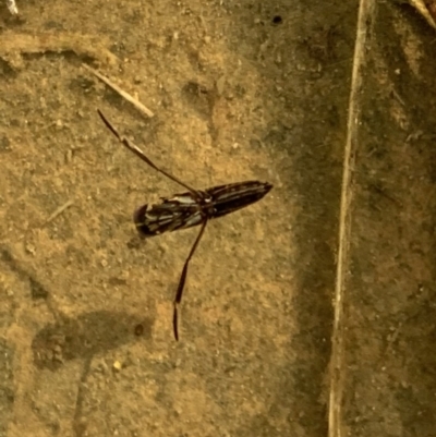 Notonectidae (family) (Backswimmer) at Murrumbateman, NSW - 27 Mar 2021 by SimoneC