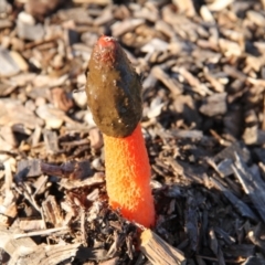 Phallus rubicundus (Phallus rubicundus) at Throsby, ACT - 27 Mar 2021 by davobj