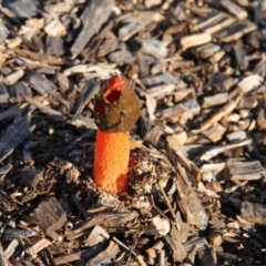 Phallus rubicundus at Throsby, ACT - 27 Mar 2021 05:30 PM