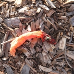 Phallus rubicundus at Throsby, ACT - 27 Mar 2021 05:30 PM