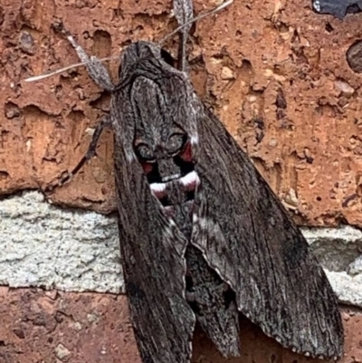 Agrius convolvuli (Convolvulus Hawk Moth) at Basin View, NSW - 25 Mar 2021 by Trishwildfire
