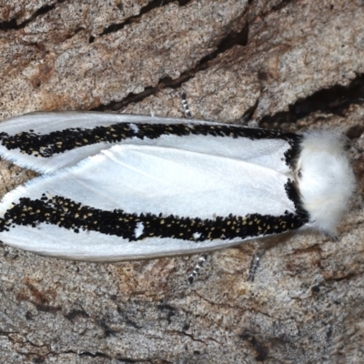 Oenosandra boisduvalii (Boisduval's Autumn Moth) at Majura, ACT - 24 Mar 2021 by jbromilow50